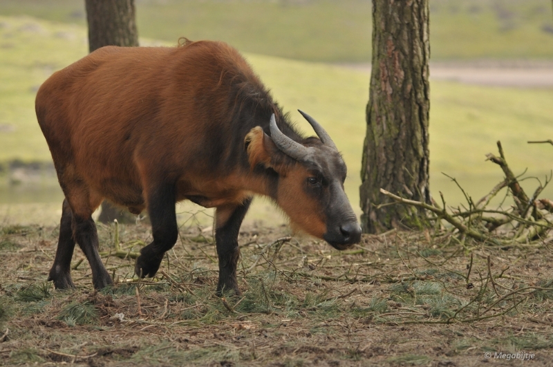 BB februari 2015 88.JPG - Beekse Bergen 19 februari 2015