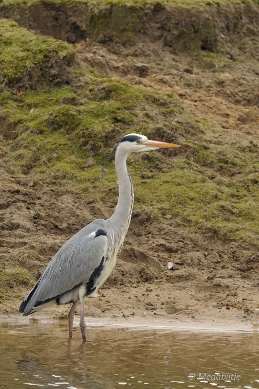 BB februari 2015 89.JPG - Beekse Bergen 19 februari 2015