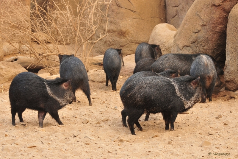 bdDSC_0216.JPG - Burgers Zoo 2015