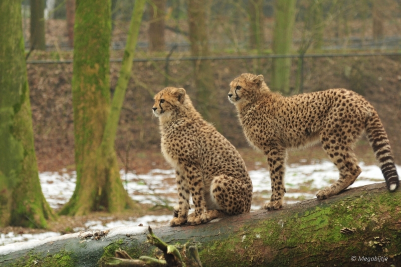bdDSC_0272.JPG - Burgers Zoo 2015