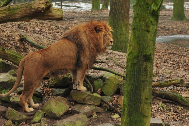 bdDSC_0382.JPG - Burgers Zoo 2015