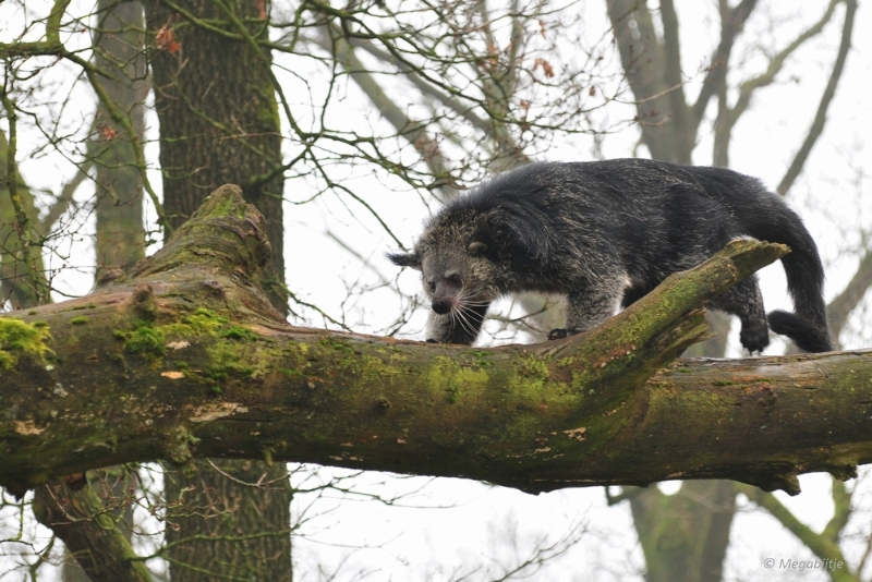 bdDSC_0396.JPG - Burgers Zoo 2015