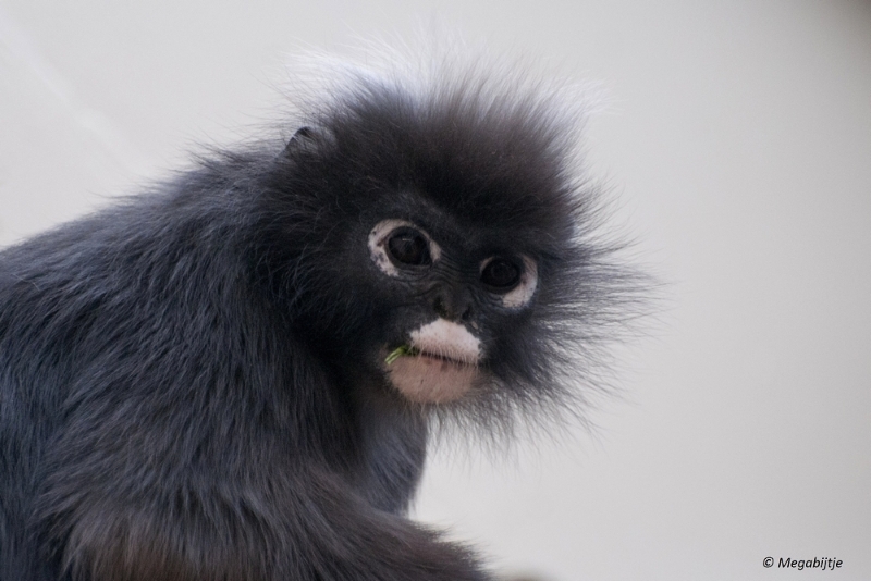 bdDSC_0488.JPG - Burgers Zoo 2015