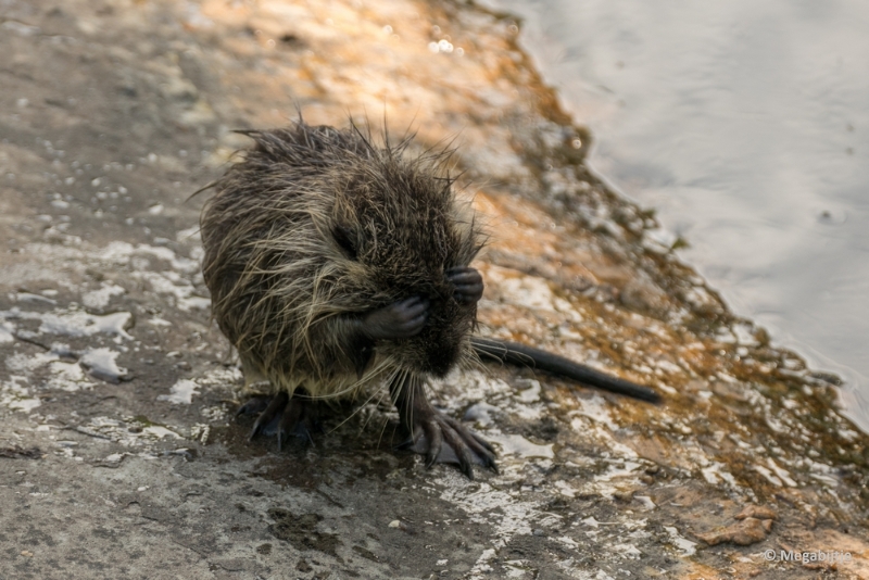 bdP1020254.JPG - Dierenrijk 11 juli 2015