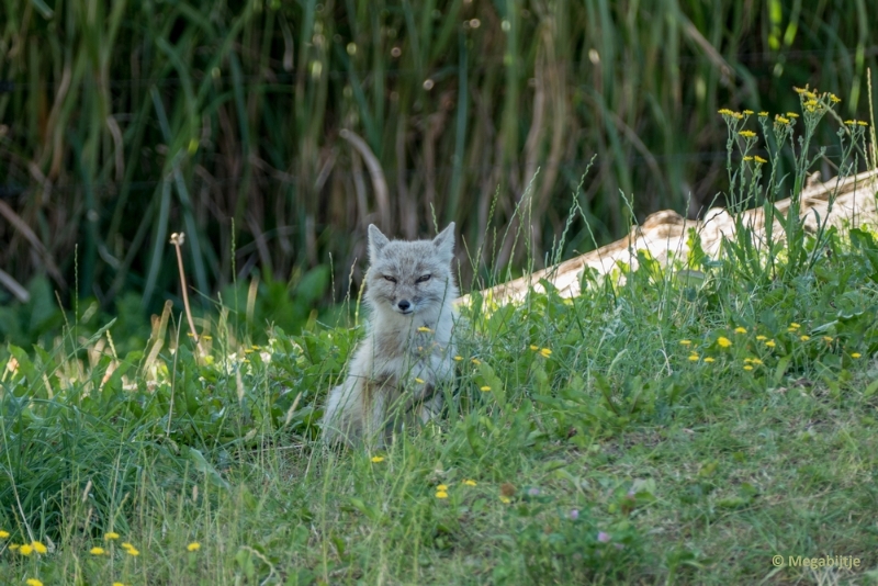 bdP1020286.JPG - Dierenrijk 11 juli 2015
