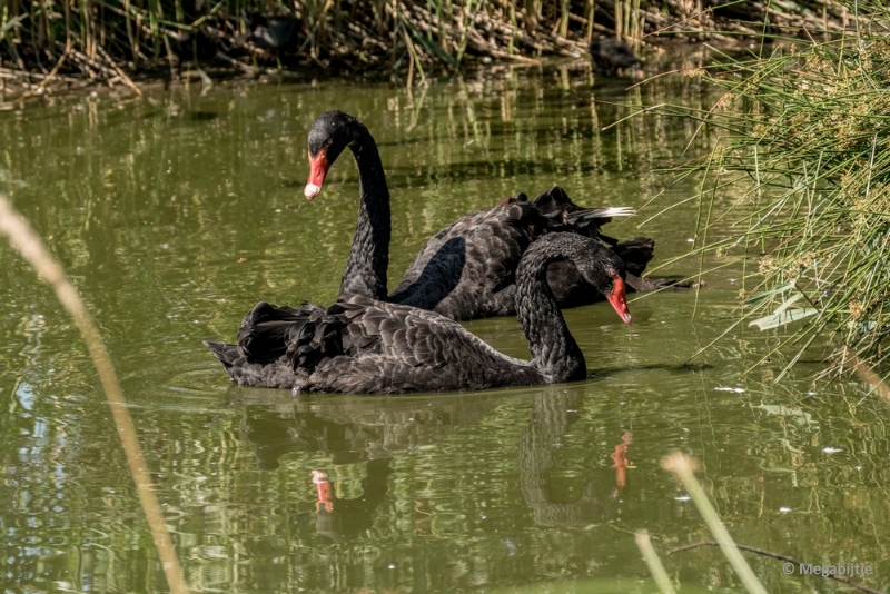 bdP1020288.JPG - Dierenrijk 11 juli 2015