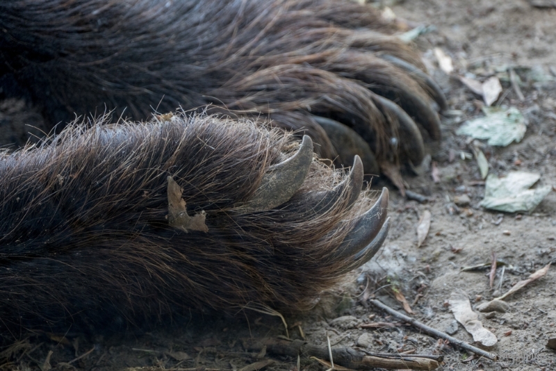 bdP1020298.JPG - Dierenrijk 11 juli 2015