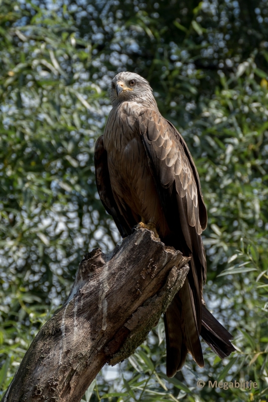 bdP1020377.JPG - Dierenrijk 11 juli 2015