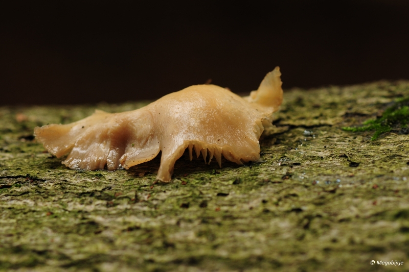 paddestoelen2015 01.JPG - paddestoelen limburg