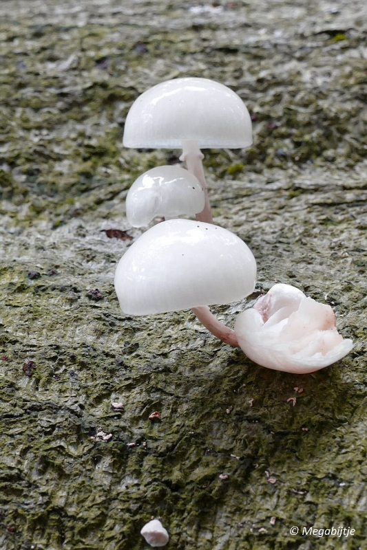 paddestoelen2015 02.JPG - paddestoelen limburg