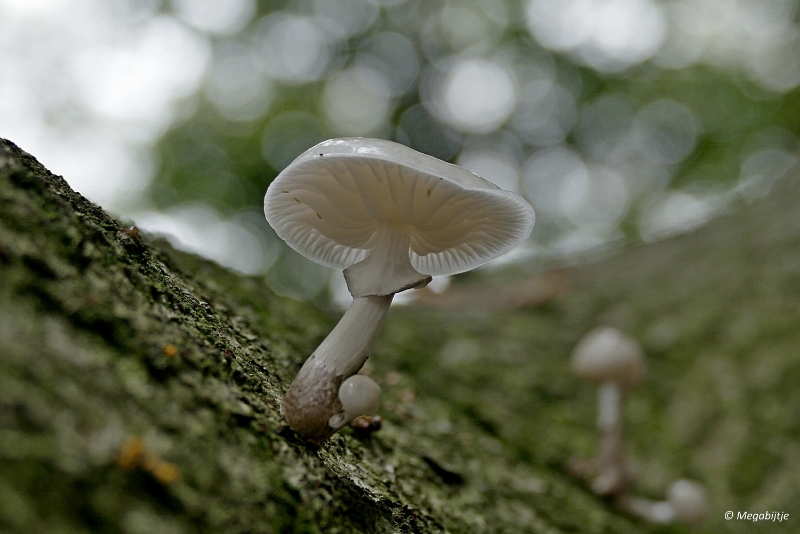 paddestoelen2015 03.JPG - paddestoelen limburg