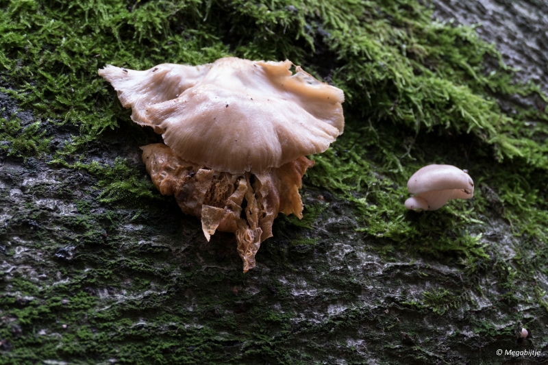 paddestoelen2015 05.JPG - paddestoelen limburg