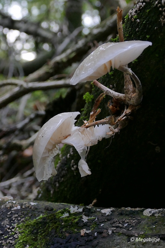 paddestoelen2015 06.JPG - paddestoelen limburg