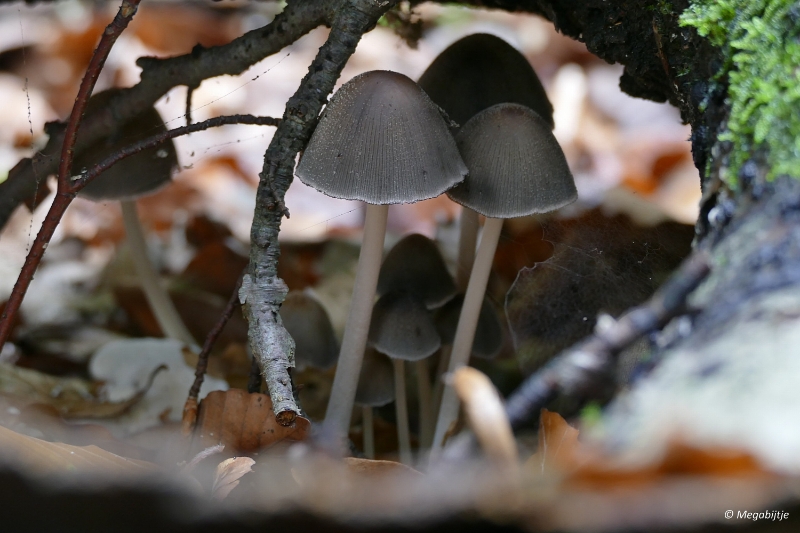 paddestoelen2015 07.JPG - paddestoelen limburg