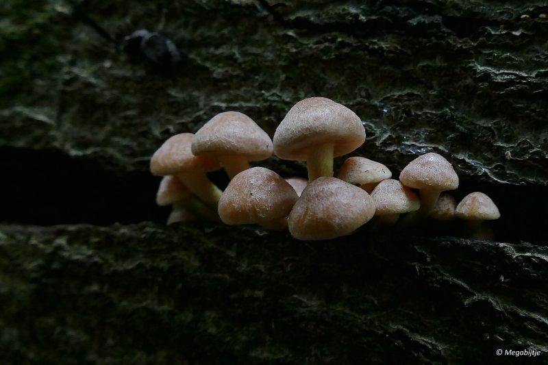 paddestoelen2015 10.JPG - paddestoelen limburg