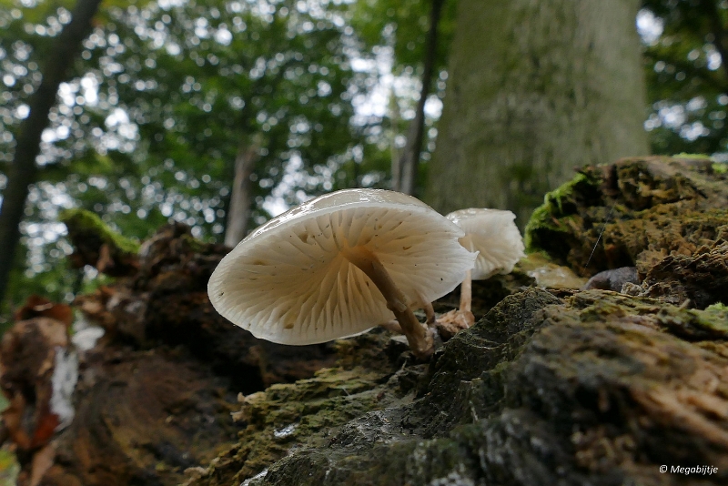 paddestoelen2015 11.JPG - paddestoelen limburg