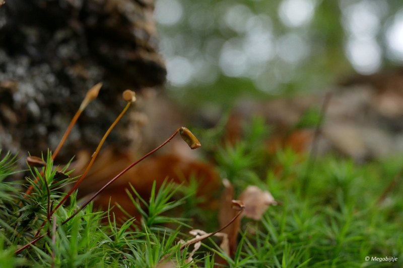 paddestoelen2015 12.JPG - paddestoelen limburg