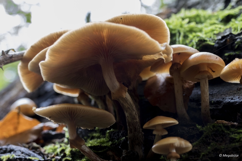 paddestoelen2015 13.JPG - paddestoelen limburg