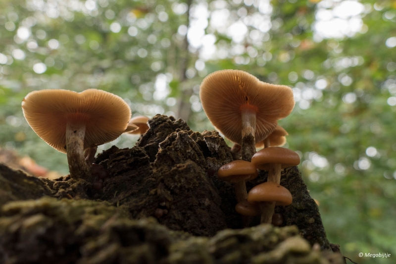 paddestoelen2015 14.JPG - paddestoelen limburg