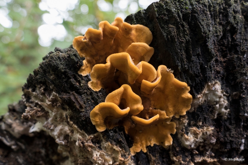 paddestoelen2015 15.JPG - paddestoelen limburg