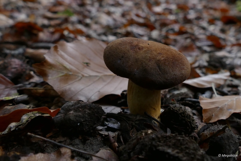 paddestoelen2015 16.JPG - paddestoelen limburg