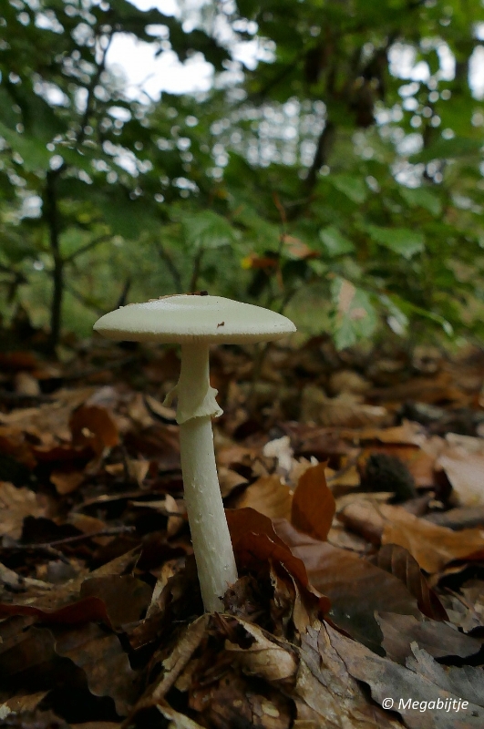 paddestoelen2015 17.JPG - paddestoelen limburg