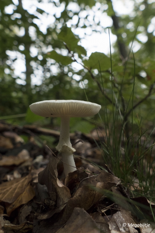 paddestoelen2015 18.JPG - paddestoelen limburg