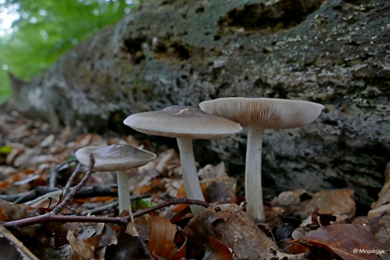 paddestoelen2015 19.JPG - paddestoelen limburg