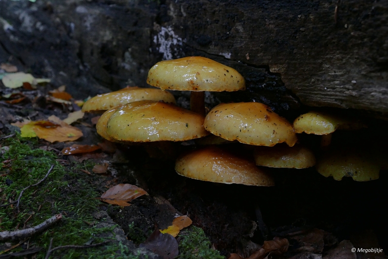 paddestoelen2015 20.JPG - paddestoelen limburg