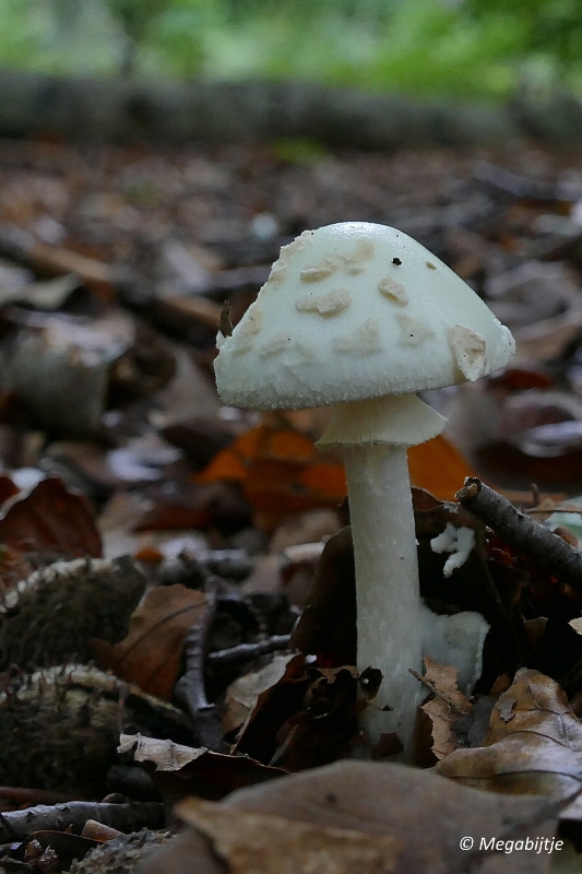 paddestoelen2015 23.JPG - paddestoelen limburg