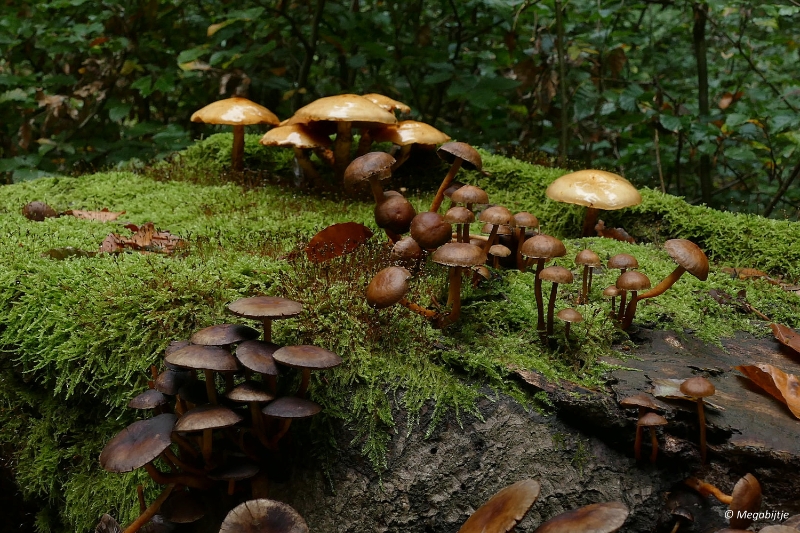 paddestoelen2015 24.JPG - paddestoelen limburg