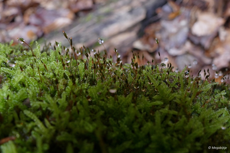 paddestoelen2015 25.JPG - paddestoelen limburg