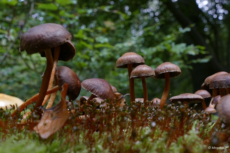 paddestoelen2015 27.JPG - paddestoelen limburg