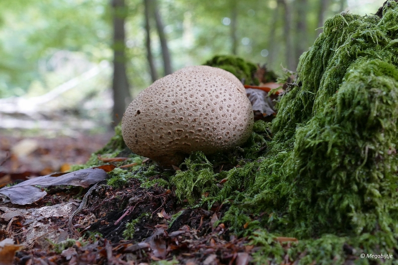 paddestoelen2015 29.JPG - paddestoelen limburg