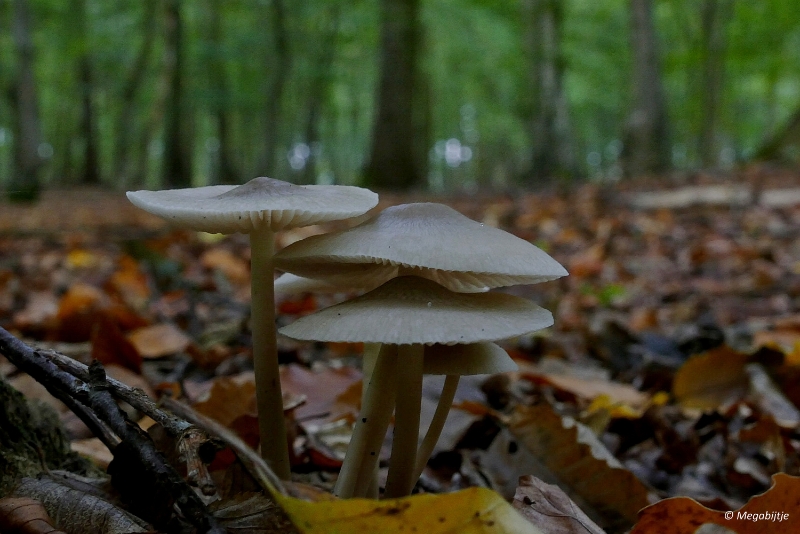 paddestoelen2015 30.JPG - paddestoelen limburg