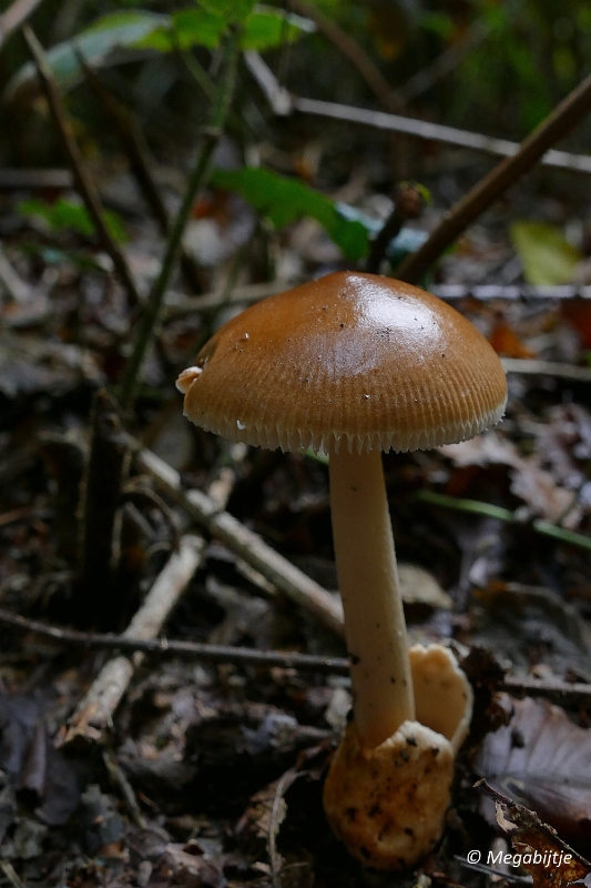 paddestoelen2015 31.JPG - paddestoelen limburg