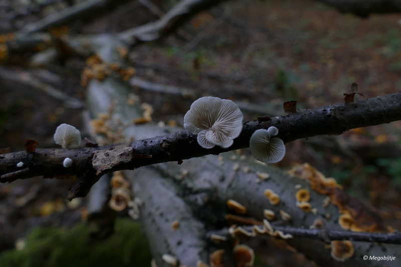 paddestoelen2015 32.JPG - paddestoelen limburg