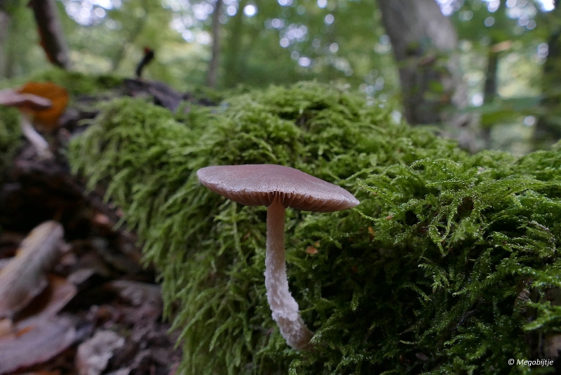 paddestoelen2015 33.JPG - paddestoelen limburg