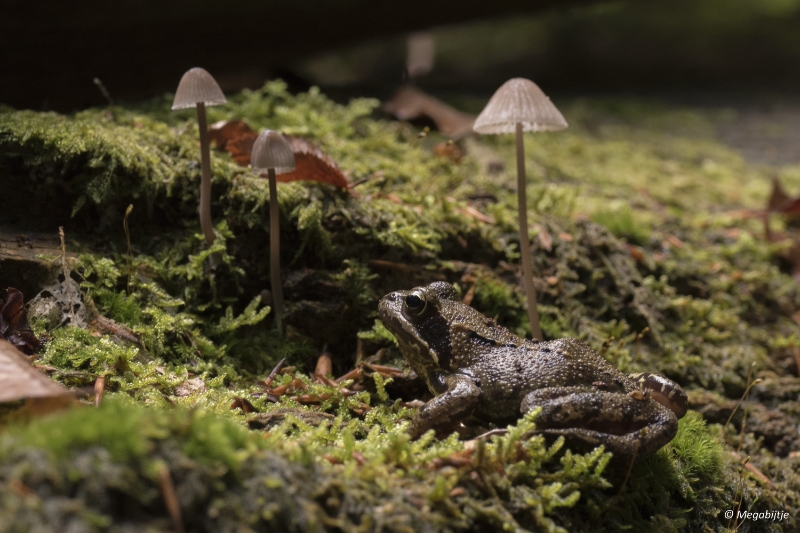 paddestoelen2015 34.JPG - paddestoelen limburg