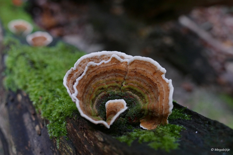 paddestoelen2015 35.jpg - paddestoelen limburg