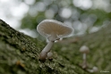 paddestoelen2015 03
