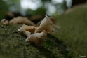 paddestoelen2015 04