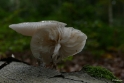 paddestoelen2015 08