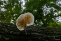 paddestoelen2015 09