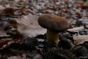 paddestoelen2015 16