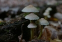 paddestoelen2015 21