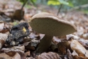 paddestoelen2015 22