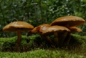 paddestoelen2015 26