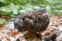 paddestoelen2015 28