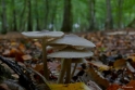 paddestoelen2015 30